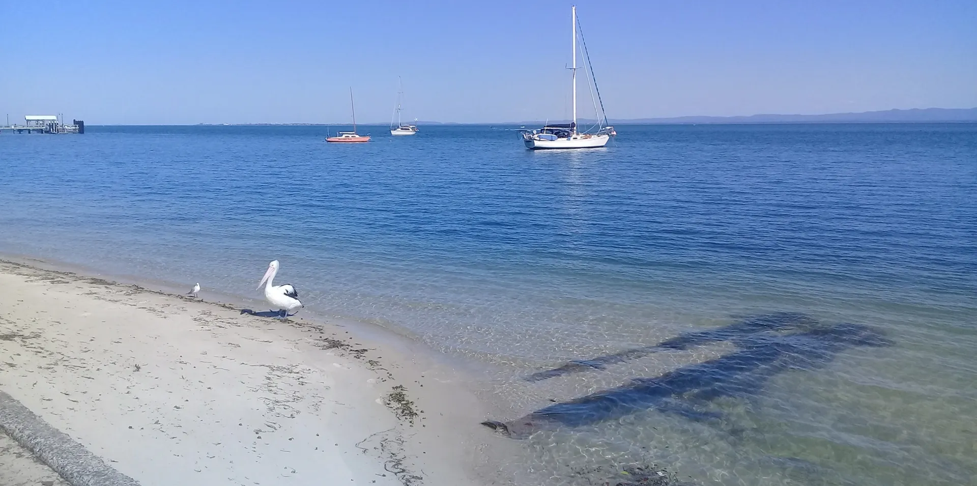 Pelican on the sand at Bongaree foreshore, Bribie Island, with yachts moored in Pumicestone Passage